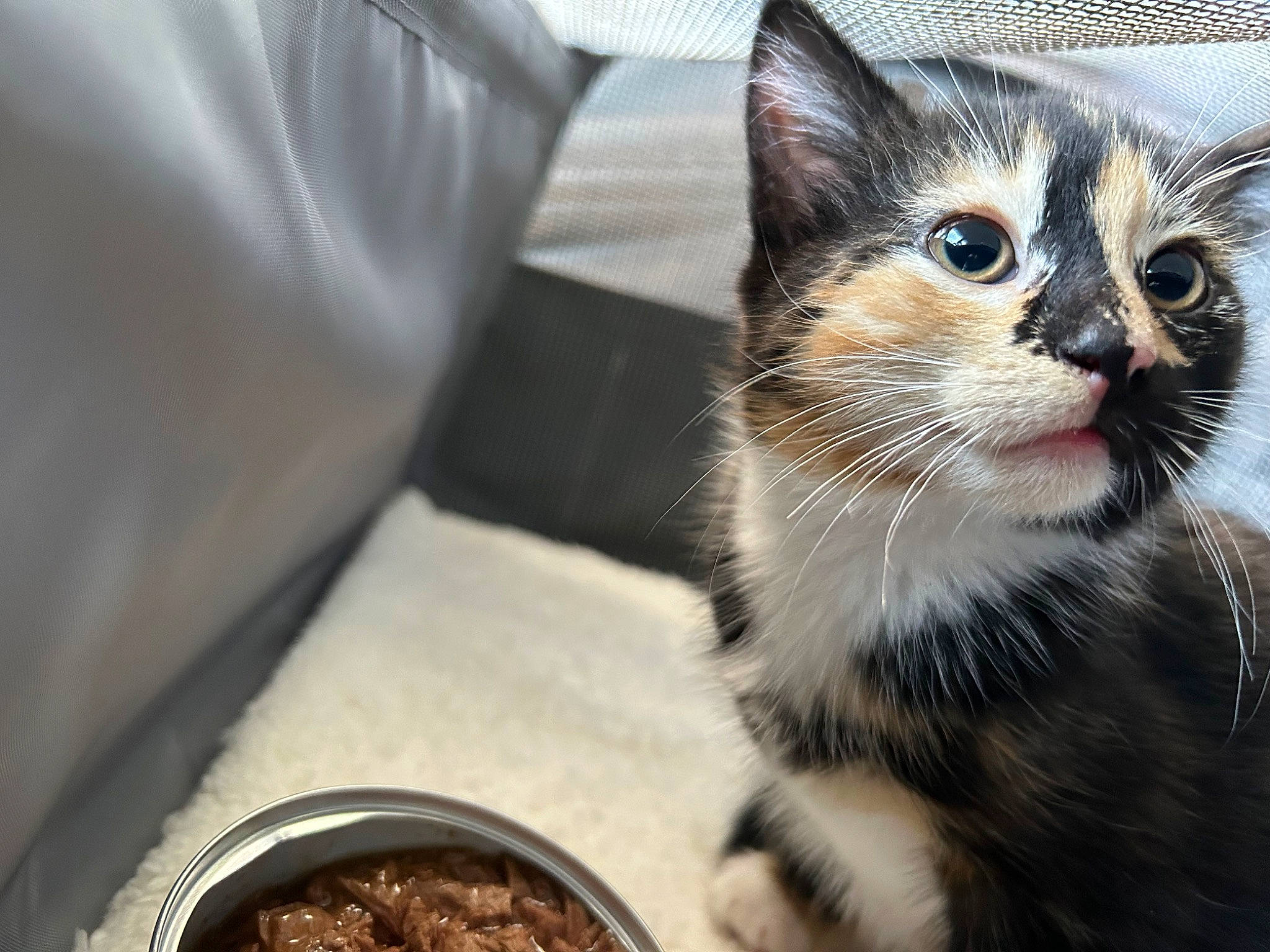 Willow is registered to the contest to win money with this photo: carnivore, cat, claw, comfort, domestic_short_haired_cat, felidae, food, fur, ingredient, mixing_bowl, paw, recipe, small_to_medium_sized_cats, snout, whiskers, window