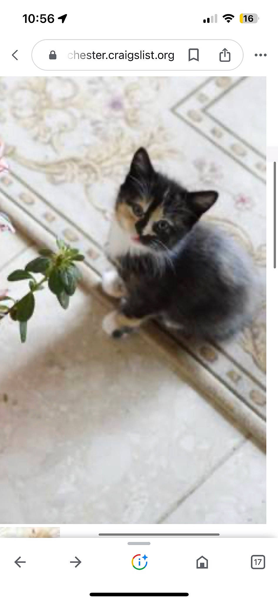 Willow joined the competition — help win amazing prizes! carnivore, cat, domestic_short_haired_cat, felidae, floor, flooring, fur, grass, grey, hardwood, paw, plant, porch, rectangle, small_to_medium_sized_cats, snout, tail, twig, whiskers, wood