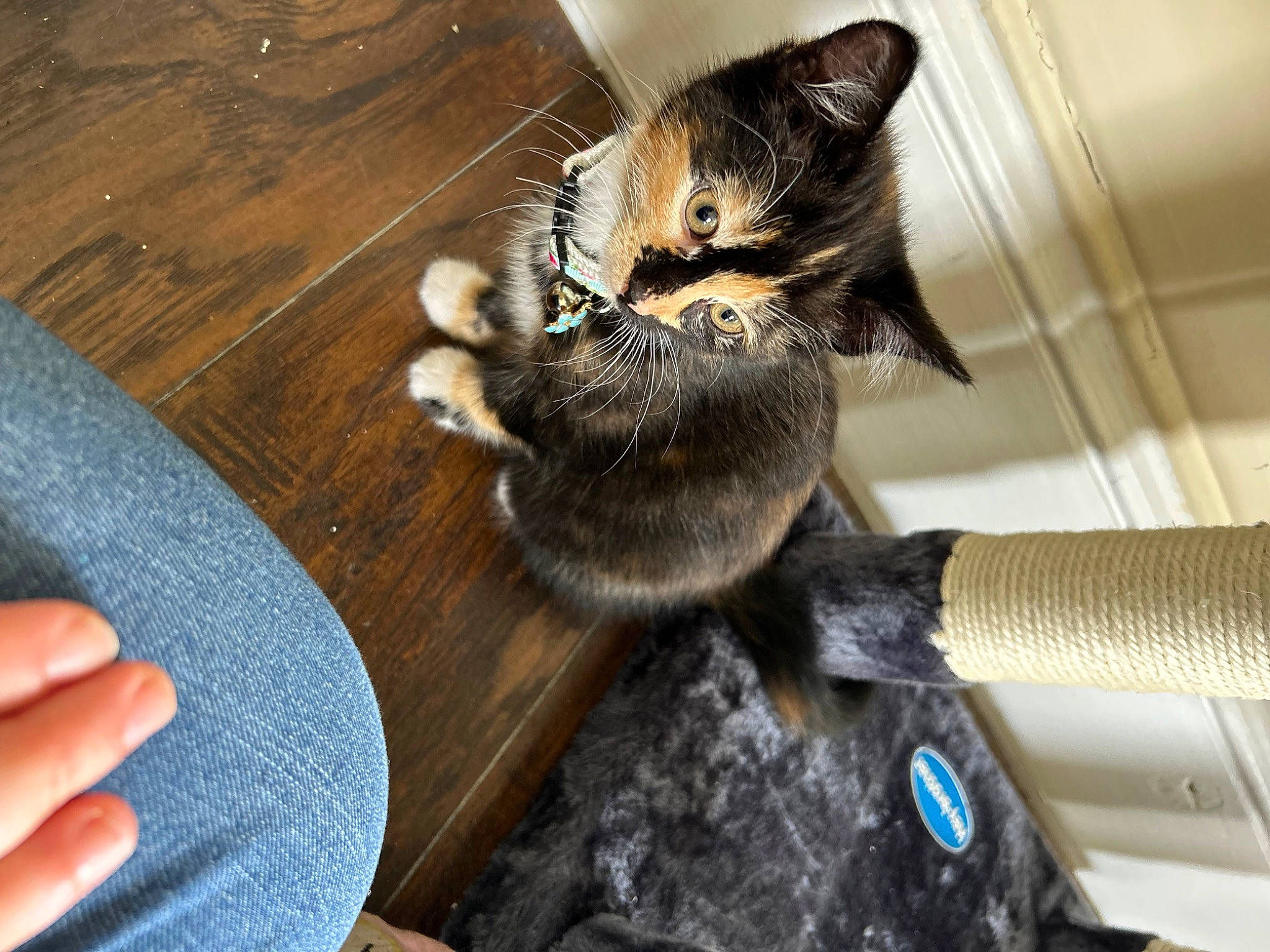 Willow is registered to the contest to win money with this photo: carnivore, cat, claw, comfort, domestic_short_haired_cat, eye, fawn, felidae, finger, flooring, fur, hand, hardwood, nail, paw, small_to_medium_sized_cats, snout, tail, whiskers, wood