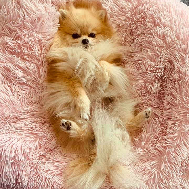 O Pt Coeur a rejoint le concours — aidez-le/la à gagner de superbes lots ! adorable, animal, bed, canine, comfort, cozy, cute, cute_pet, dog, fluffy, fur, indoor, lying_down, pet, pink_bed, pomeranian, relaxed, resting, shaggy_bed, small_dog