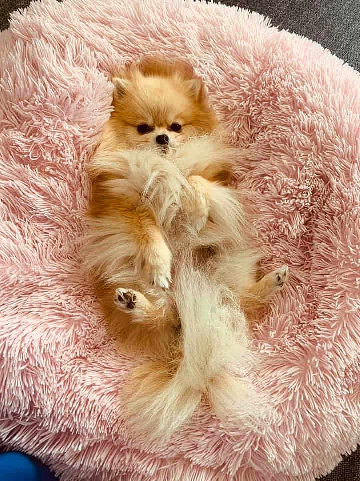 O Pt Coeur a rejoint le concours — aidez-le/la à gagner de superbes lots ! adorable, animal, bed, canine, comfort, cozy, cute, cute_pet, dog, fluffy, fur, indoor, lying_down, pet, pink_bed, pomeranian, relaxed, resting, shaggy_bed, small_dog