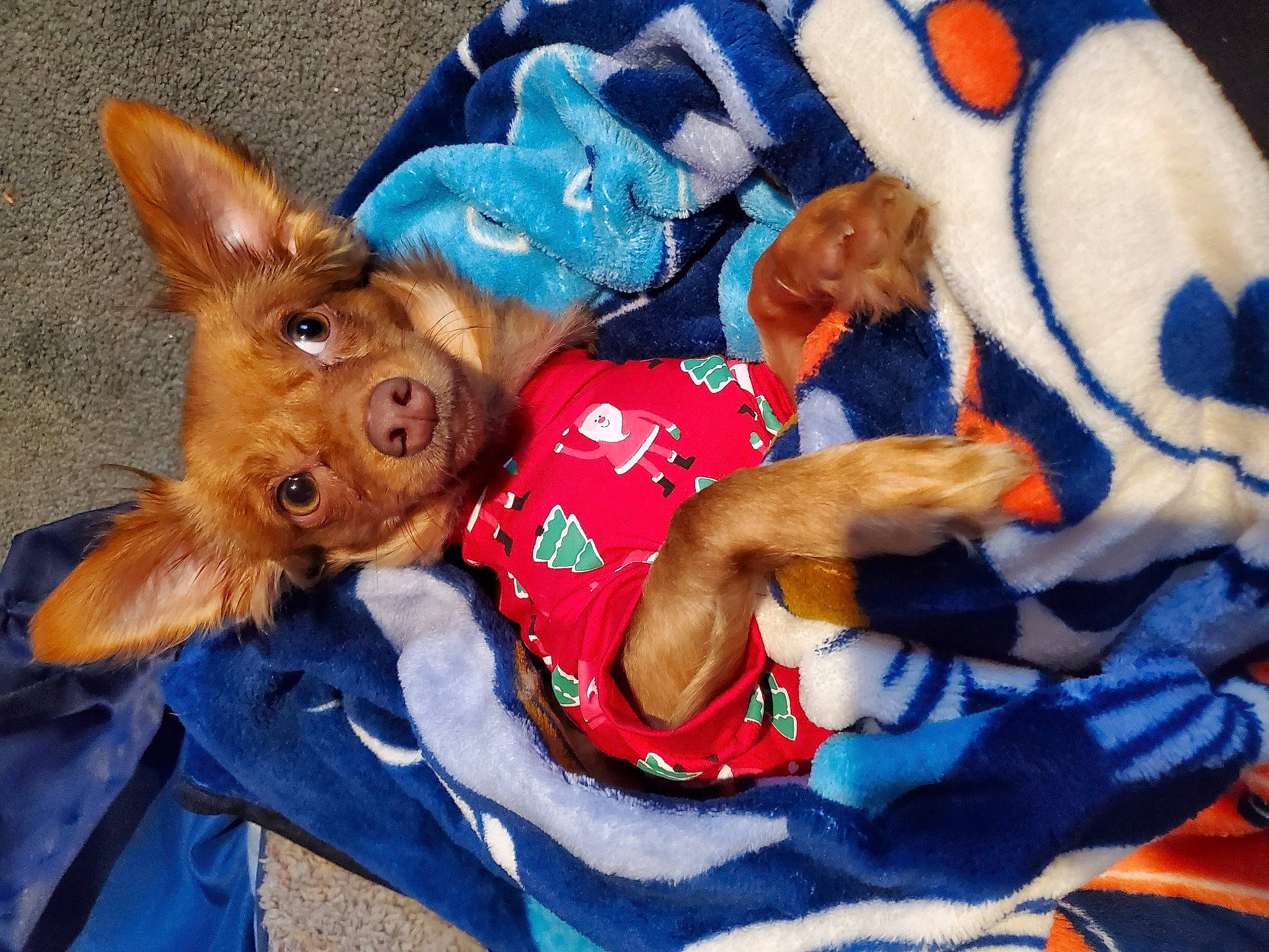 Braun joined the competition — help win amazing prizes! canidae, carnivore, cirneco_delletna, dog, dog_breed, dog_clothes, ear, miniature_pinscher, pembroke_welsh_corgi, puppy, puppy_love, russkiy_toy, sporting_group, toy_dog