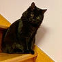 cat, black_cat, pet, animal, stairs, wood, wooden_stairs, curious, fluffy, indoor, feline, wide_eyes, head_tilt, sitting, domestic_cat, cute, fur, whiskers, ears, wall