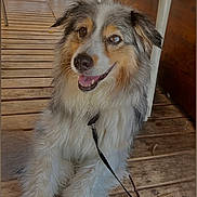 Gaïa a rejoint le concours — aidez-le/la à gagner de superbes lots ! dog, happy, smiling, leash, wooden_floor, indoor, seated_people, legs, chair, striped_clothing, casual, pet, furry, relaxed, friendly, brown, white, black, animal, domestic