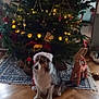 dog, christmas_tree, santa_hat, holiday_decorations, ornaments, lights, wooden_floor, rug, reindeer_decoration, indoor, festive, pet, canine, holiday, seasonal, celebration, decor, animal, christmas, tree