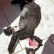 Bichou participe au concours pour gagner de l'argent avec cette photo : cat, black_and_white, tongue_out, yawning, tile_floor, sunlight, shadow, playful, pet, feline, whiskers, paw, indoor, animal, cute, relaxed, fur, mouth_open, sleepy, stretching