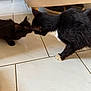 cat, black_cat, floor, tile_floor, indoor, furniture, couch, pet, animal, cute, whiskers, feline, two_cats, black_fur, white_paws, interaction, nose_to_nose, domestic_cat, side_view, home