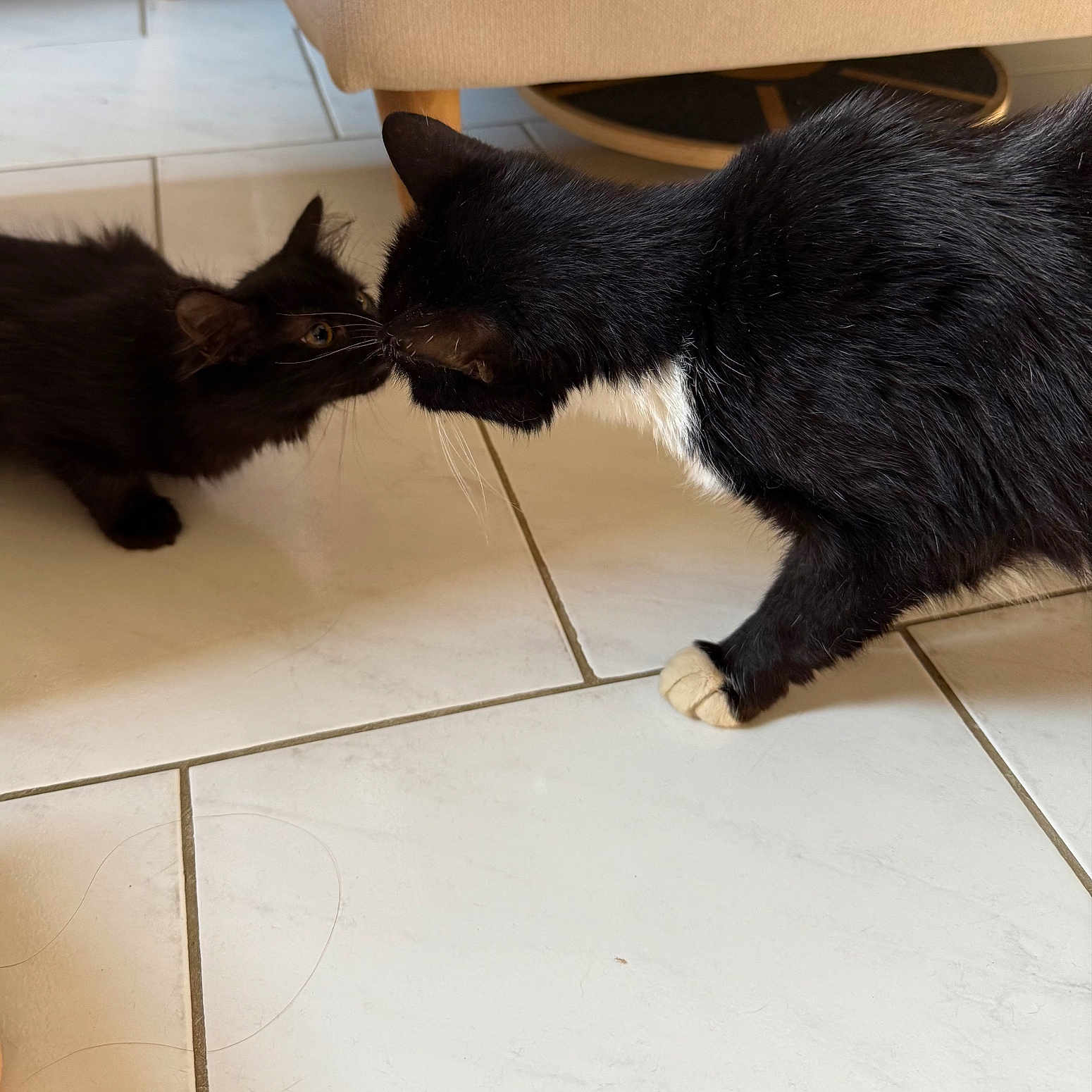 Alfie Et Bichou