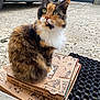 cat, calico_cat, pizza_boxes, outdoor, concrete, car, mat, pet, animal, fur, whiskers, green_eyes, sitting, closeup, daylight, side_view, curious, cute, feline, domestic_animal