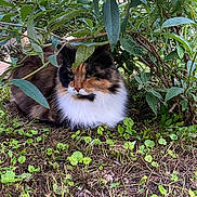 Mya participe au concours pour gagner de l'argent avec cette photo : cat, calico, fluffy, animal, pet, outdoor, greenery, bush, leaves, ground, nature, grass, plant, feline, resting, cute, wildlife, fur, eyes, mammal
