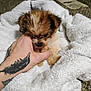 Zephyr is registered to the contest to win money with this photo: puppy, dog, hand, tattoo, white_towel, carpet, vent, pet, cute, small, furry, indoor, playing, animal, cozy, soft, brown, beige, nibbling, resting