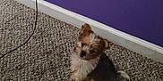 Zephyr is registered to the contest to win money with this photo: puppy, dog, carpet, purple_wall, charger, cable, small_dog, indoor, pet, fur, curious, white_baseboard, brown_and_white, sitting, home, floor, cute, animal, companion, young_dog