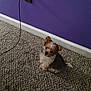 puppy, dog, carpet, purple_wall, charger, cable, small_dog, indoor, pet, fur, curious, white_baseboard, brown_and_white, sitting, home, floor, cute, animal, companion, young_dog