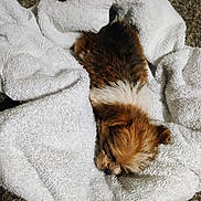 Zephyr is registered to the contest to win money with this photo: puppy, dog, small_dog, fluffy, towel, white_towel, carpet, sleepy, cozy, brown_dog, pet, animal, cute, fur, snug, indoor, resting, soft_texture, blanket_like, relaxed