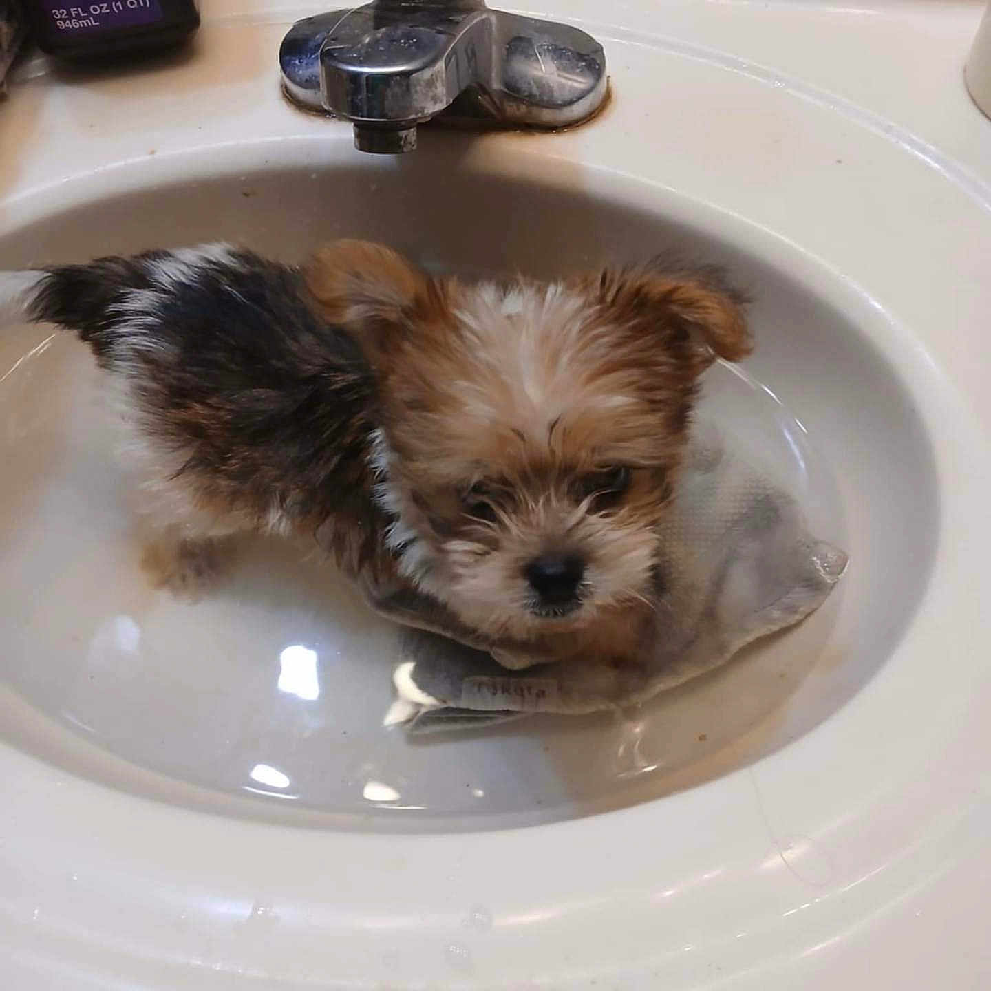 Zephyr joined the competition — help win amazing prizes! adorable, animal, bathroom, black, brown, curious, cute, dog, domestic, faucet, fur, indoor, pet, puppy, sink, small, tap, water, wet, white