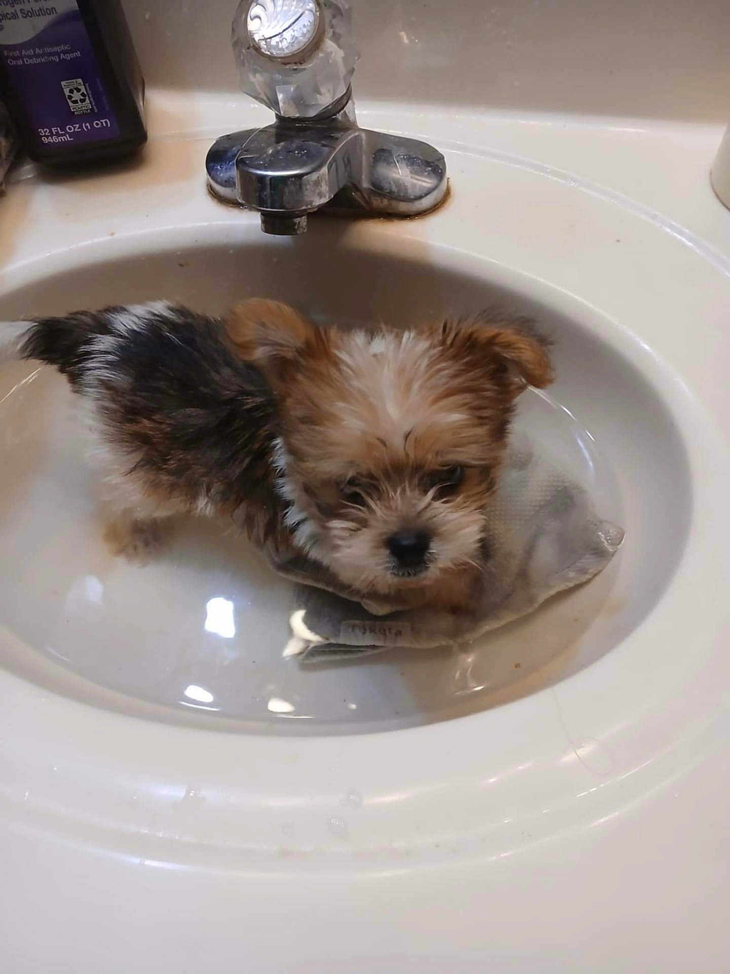Zephyr joined the competition — help win amazing prizes! puppy, dog, sink, water, bathroom, tap, faucet, cute, small, wet, fur, pet, animal, domestic, white, brown, black, adorable, indoor, curious