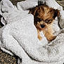 Zephyr is registered to the contest to win money with this photo: puppy, dog, small_dog, towel, white_towel, fur, cute, pet, animal, cozy, curious, floor, texture, brown_fur, close_up, indoor, young_dog, snuggled, blanket, soft