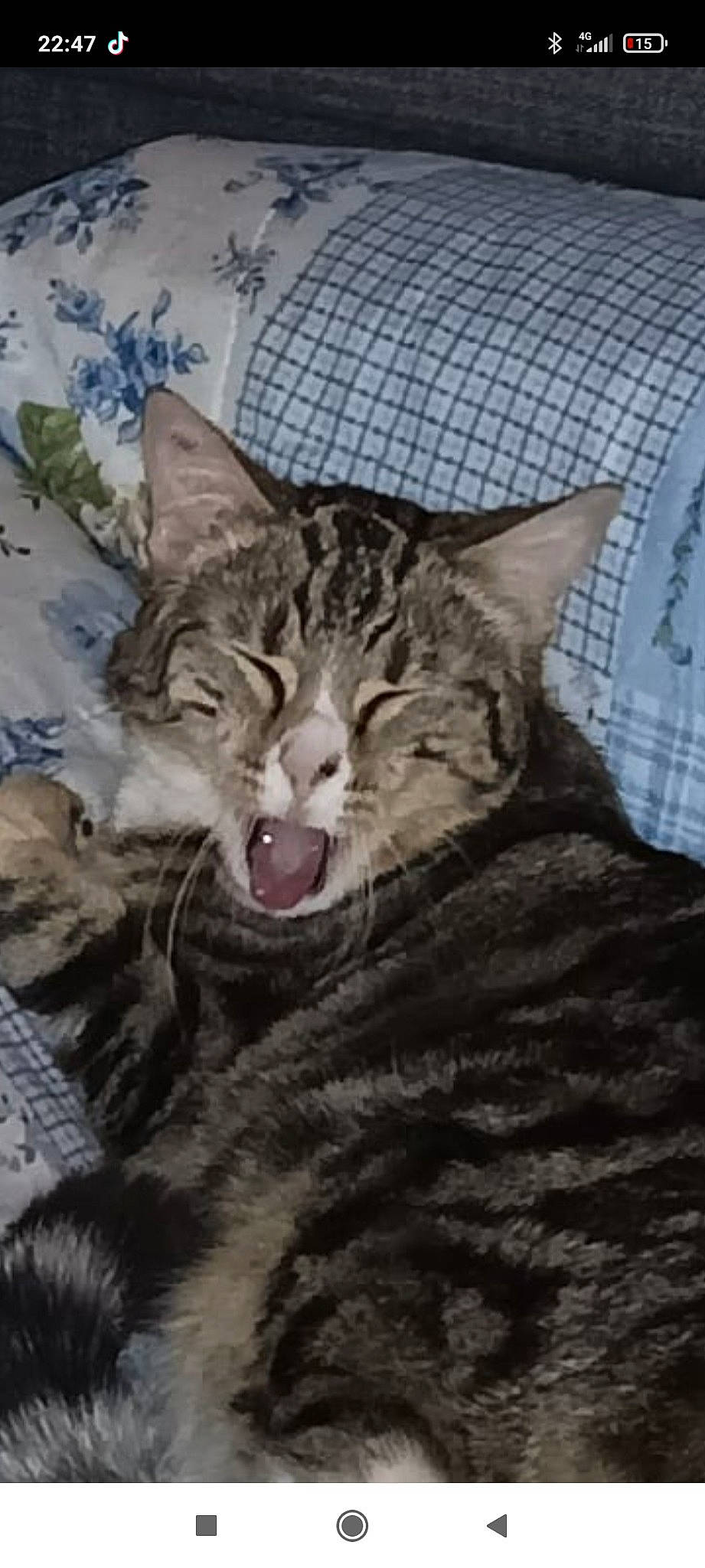 Asia participe au concours pour gagner de l'argent avec cette photo : art, carnivore, cat, claw, domestic_short_haired_cat, fang, felidae, fur, illustration, jaw, lynx, organism, paw, shout, small_to_medium_sized_cats, snout, tail, terrestrial_animal, whiskers, yawn