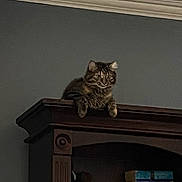 Luna is registered to the contest to win money with this photo: cat, tabby, feline, bookcase, books, wooden_furniture, indoor, gray_wall, perched, sitting, pet, animal, furry, domestic_cat, shelf, literature, quiet, calm, curious, cozy