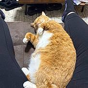 Ginger is registered to the contest to win money with this photo: cat, orange_cat, white_paws, sleeping_cat, pet, lap, person, black_leggings, black_socks, sofa, wooden_table, shoes, floor, indoor, relaxation, cozy, fur, whiskers, tail, home