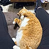 cat, orange_cat, white_paws, sleeping_cat, pet, lap, person, black_leggings, black_socks, sofa, wooden_table, shoes, floor, indoor, relaxation, cozy, fur, whiskers, tail, home