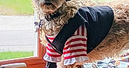 Paisley is registered to the contest to win money with this photo: animal, brown_fur, costume, cute, dog, dress_up, eye_patch, fur, hat, hook, indoor, pet, pirate_costume, playful, red_feather, skull_emblem, small_dog, striped_shirt, window, windowsill