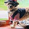 animal, brown_fur, costume, cute, dog, dress_up, eye_patch, fur, hat, hook, indoor, pet, pirate_costume, playful, red_feather, skull_emblem, small_dog, striped_shirt, window, windowsill