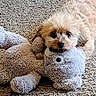 Paisley is registered to the contest to win money with this photo: animal, beige, brown, carpet, cuddling, cute, dog, eyes, fluffy, fur, indoor, lying_down, mouth, nose, pet, playing, plush_toy, small_dog, texture, toy