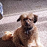 Paisley joined the competition — help win amazing prizes! animal, brown_fur, carpet, collar, companion, cozy, curly_fur, cute, dog, domestic, fur, home, indoor, light, pet, relaxed, shadow, sitting, small_dog, sunlight