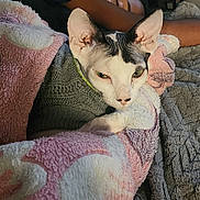Jasper joined the competition — help win amazing prizes! cat, sphynx_cat, blanket, knitted_sweater, sleeping_person, indoor, cozy, resting, feline, pet, closeup, soft_texture, relaxation, sleep, warmth, comfort, animal, companion, portrait, home