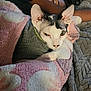 cat, sphynx_cat, blanket, knitted_sweater, sleeping_person, indoor, cozy, resting, feline, pet, closeup, soft_texture, relaxation, sleep, warmth, comfort, animal, companion, portrait, home
