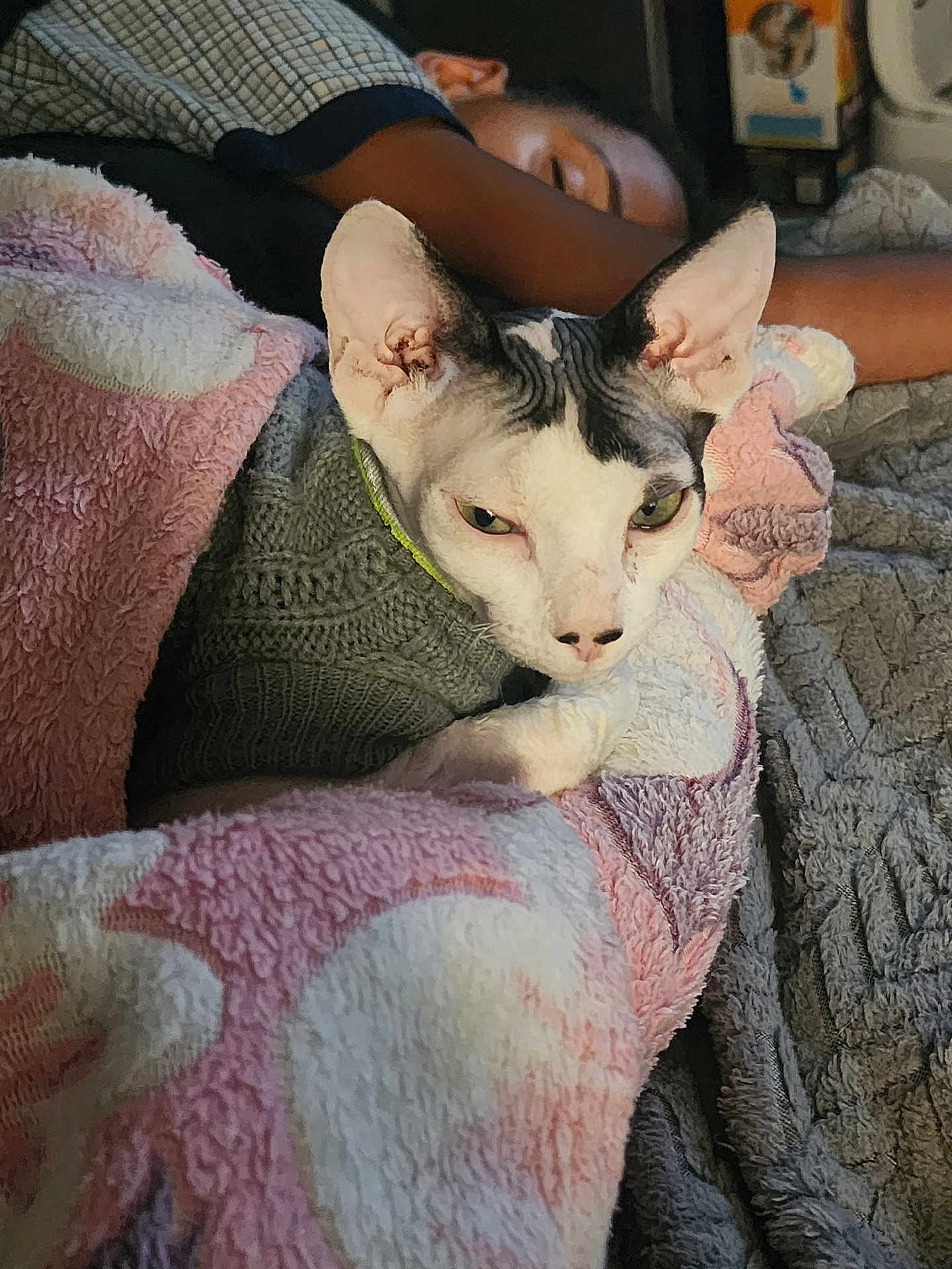 Jasper