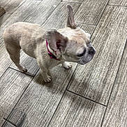 Tootsie participe au concours pour gagner de l'argent avec cette photo : dog, french_bulldog, pet, animal, collar, indoor, tile_floor, light_brown, standing, ears_up, small_dog, canine, companion, house_pet, looking_away, floor_tiles, domestic_animal, cute, fur, short_hair