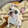 french_bulldog, dog, puppy, pet, animal, cute, sitting, blanket, cozy, indoor, fur, ears, looking_up, brown, beige, portrait, companion, domestic, friendly, adorable
