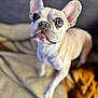 Tootsie participe au concours pour gagner de l'argent avec cette photo : dog, french_bulldog, pet, animal, indoor, blanket, brown, white, ears, cute, looking_up, fur, face, companion, domestic, canine, portrait, close_up, friendly, curious
