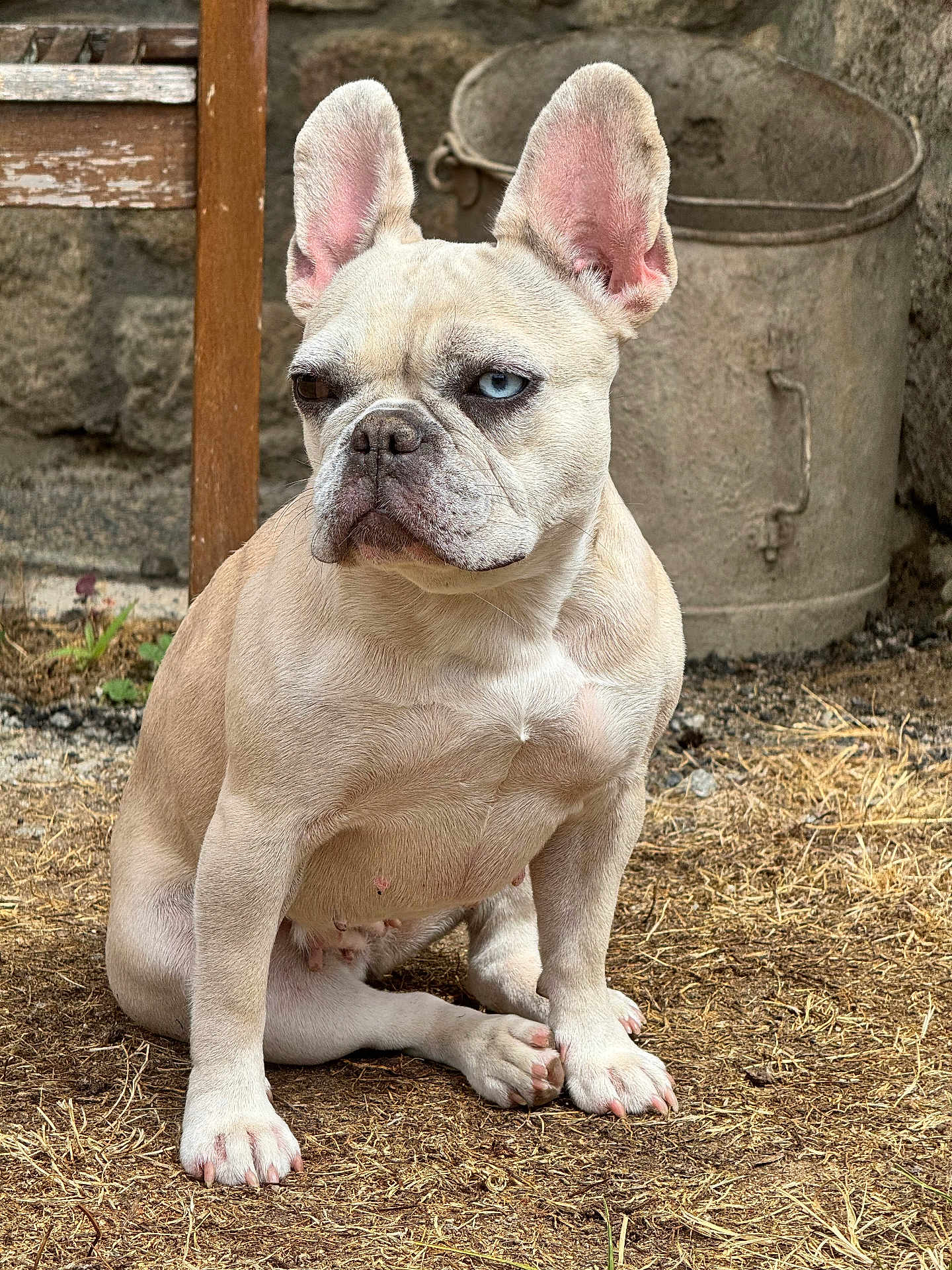 Tootsie participe au concours pour gagner de l'argent avec cette photo : dog, french_bulldog, sitting, outdoor, dry_grass, ear, brown_eye, blue_eye, pet, mammal, canine, animal, fur, paw, snout, nose, vintage_bucket, wooden_chair, rustic, nature