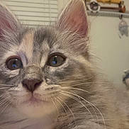 Diana joined the competition — help win amazing prizes! blanket, cat, close_up, cozy, curious, domestic_animal, ears, face, fluffy, fur, indoor, indoor_lighting, kitten, nose, pet, plush_toys, soft, whiskers, wide_eyes, young_cat