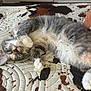Diana joined the competition — help win amazing prizes! animal, bed, cat, closeup, collar, cozy, cute, domestic, fluffy, fur, gray, indoor, mammal, paw, pet, quilt, relaxed, resting, sleeping, white