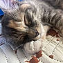 Diana is registered to the contest to win money with this photo: animal, cat, close_up, cozy, cute, domestic, feline, fur, indoor, nap, pattern, paw, peaceful, pet, quilt, relaxation, resting, sleeping, soft, whiskers