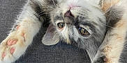 Diana joined the competition — help win amazing prizes! adorable, animal, cat, closeup, cute, feline, fluffy, grey_fabric, indoor, kitten, paws, pet, pink_pads, playful, relaxed, soft_fur, stretching, upside_down, whiskers, young_cat