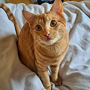Uxy participe au concours pour gagner de l'argent avec cette photo : animal, bed, blanket, cat, close_up, curious, cute, domestic_cat, ears, feline, friendly, fur, indoor, looking_up, orange_tabby, pet, resting, soft, tail, whiskers