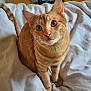 animal, bed, blanket, cat, close_up, curious, cute, domestic_cat, ears, feline, friendly, fur, indoor, looking_up, orange_tabby, pet, resting, soft, tail, whiskers