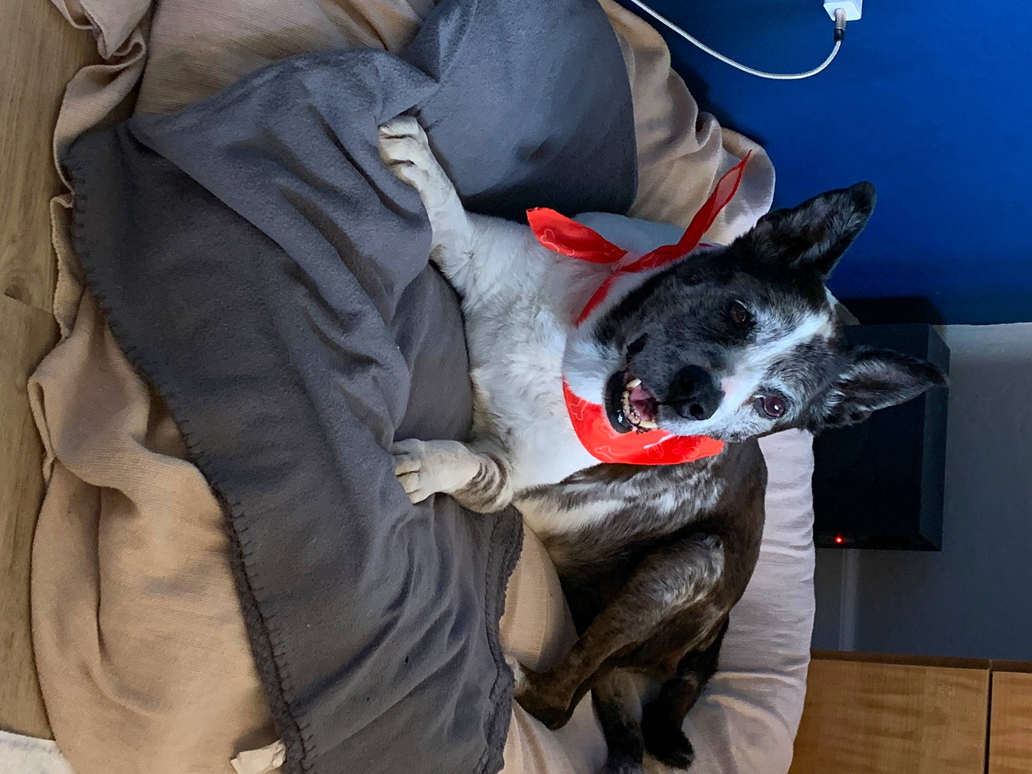 Liciouse joined the competition — help win amazing prizes! carmine, carnivore, collar, comfort, companion_dog, dog, dog_breed, fawn, fur, grey, guard_dog, non_sporting_group, rampur_greyhound, sighthound, snout, sporting_group, whiskers, working_animal