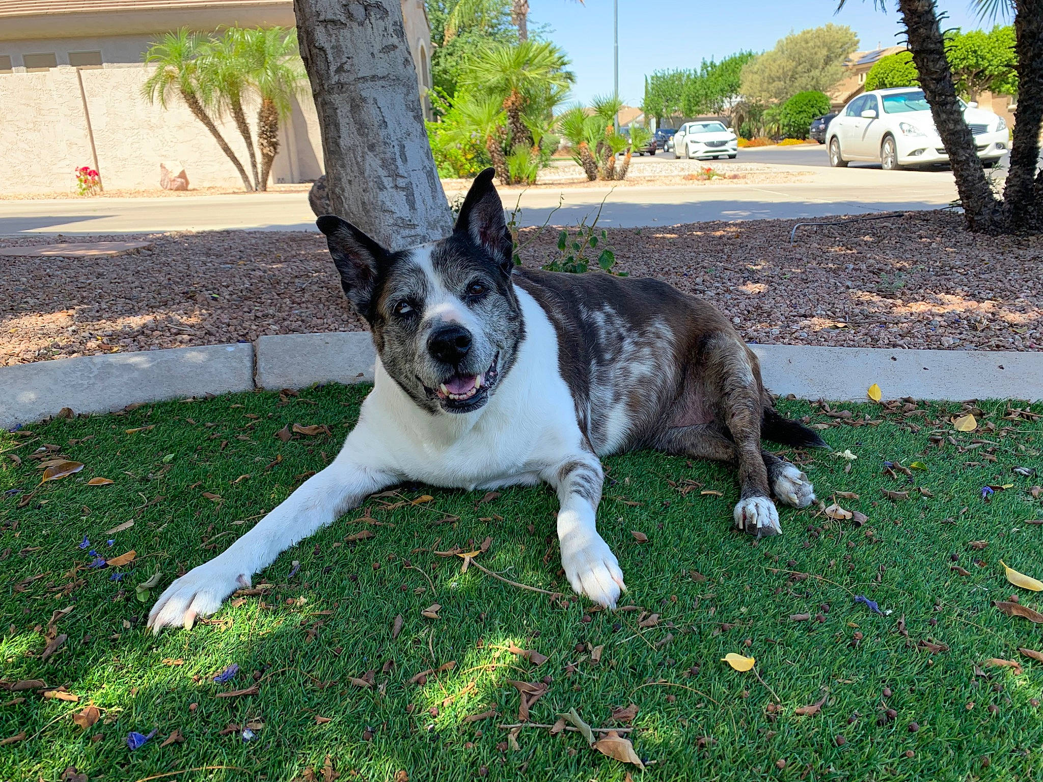 Liciouse joined the competition — help win amazing prizes! canidae, car, carmine, carnivore, companion_dog, dog, dog_breed, fawn, garden, grass, herding_dog, non_sporting_group, plant, road_surface, sky, tail, tire, tree, wheel, working_dog