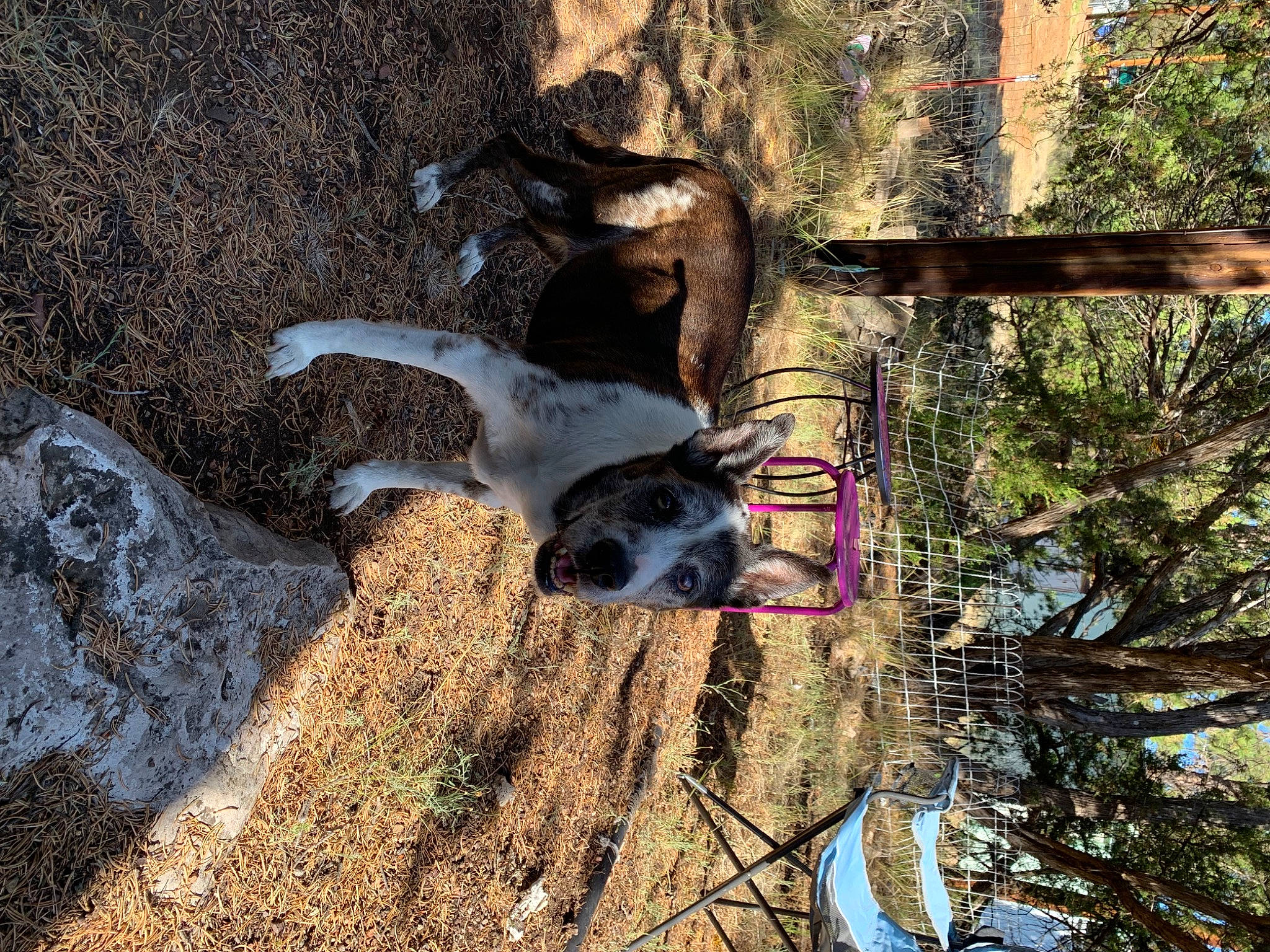 Liciouse joined the competition — help win amazing prizes! carnivore, dog, dog_breed, grass, landscape, plant, rock, shadow, sky, soil, sporting_group, tail, tints_and_shades, tree, trunk, twig, wildlife, wood, working_animal