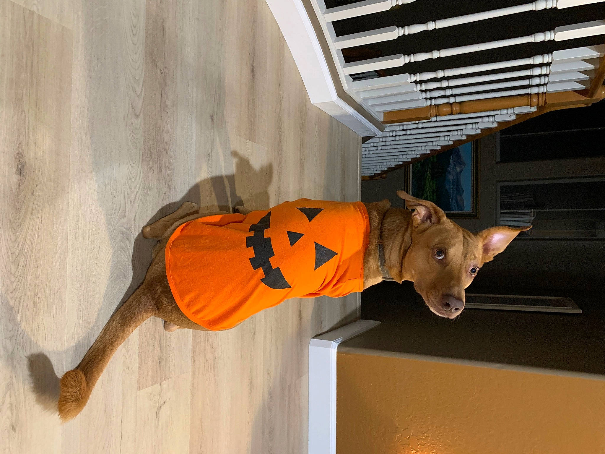 Atlas is registered to the contest to win money with this photo: bengal_tiger, carnivore, costume, door, felidae, fur, hat, orange, personal_protective_equipment, room, sun_hat, tail, tiger, whiskers, window, wood