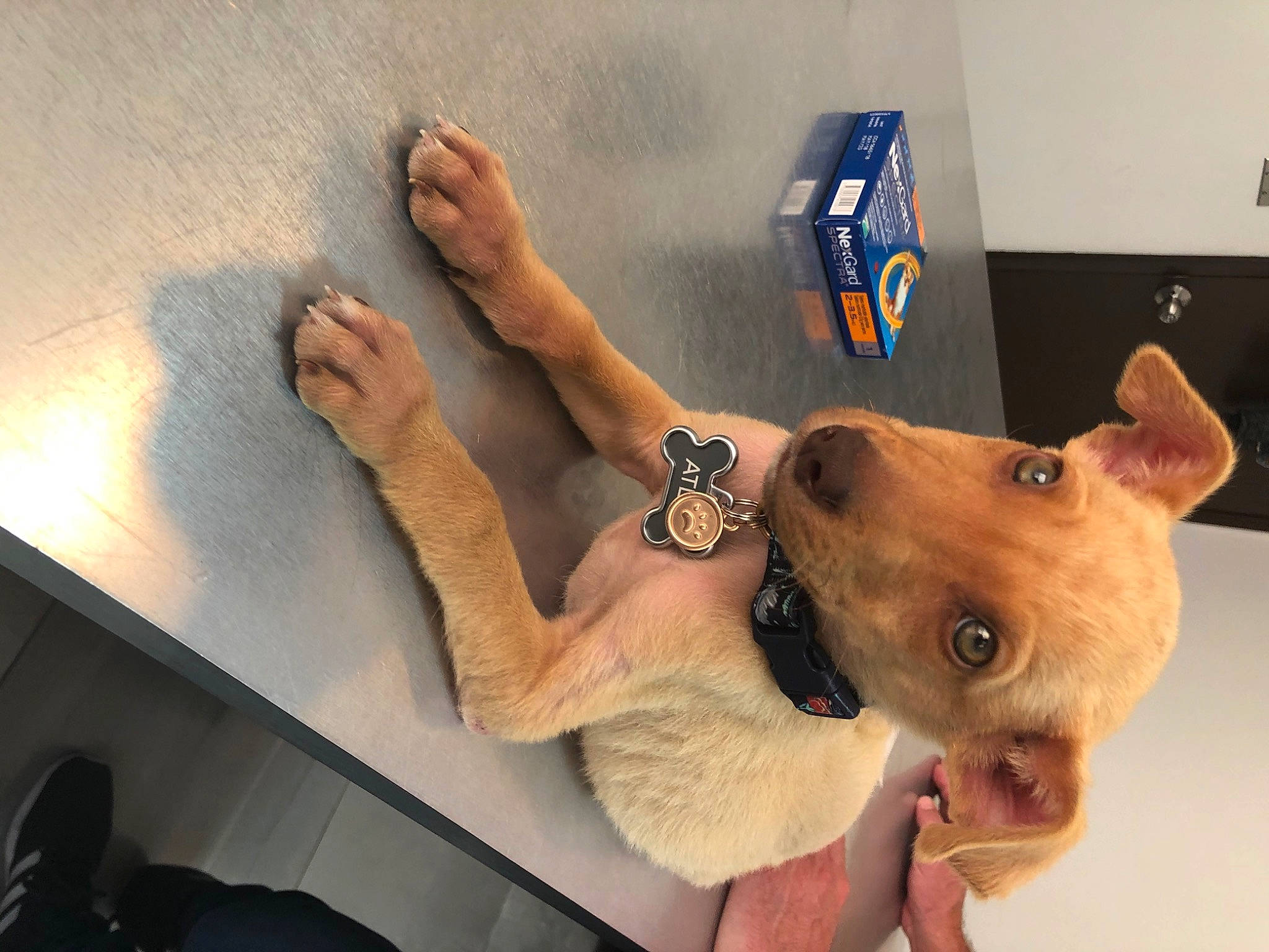 Atlas is registered to the contest to win money with this photo: canidae, carnivore, chest, companion_dog, dog, dog_breed, elbow, eyewear, fawn, finger, fur, gesture, human_leg, jaw, room, selfie, snout, sunglasses, table, wrist