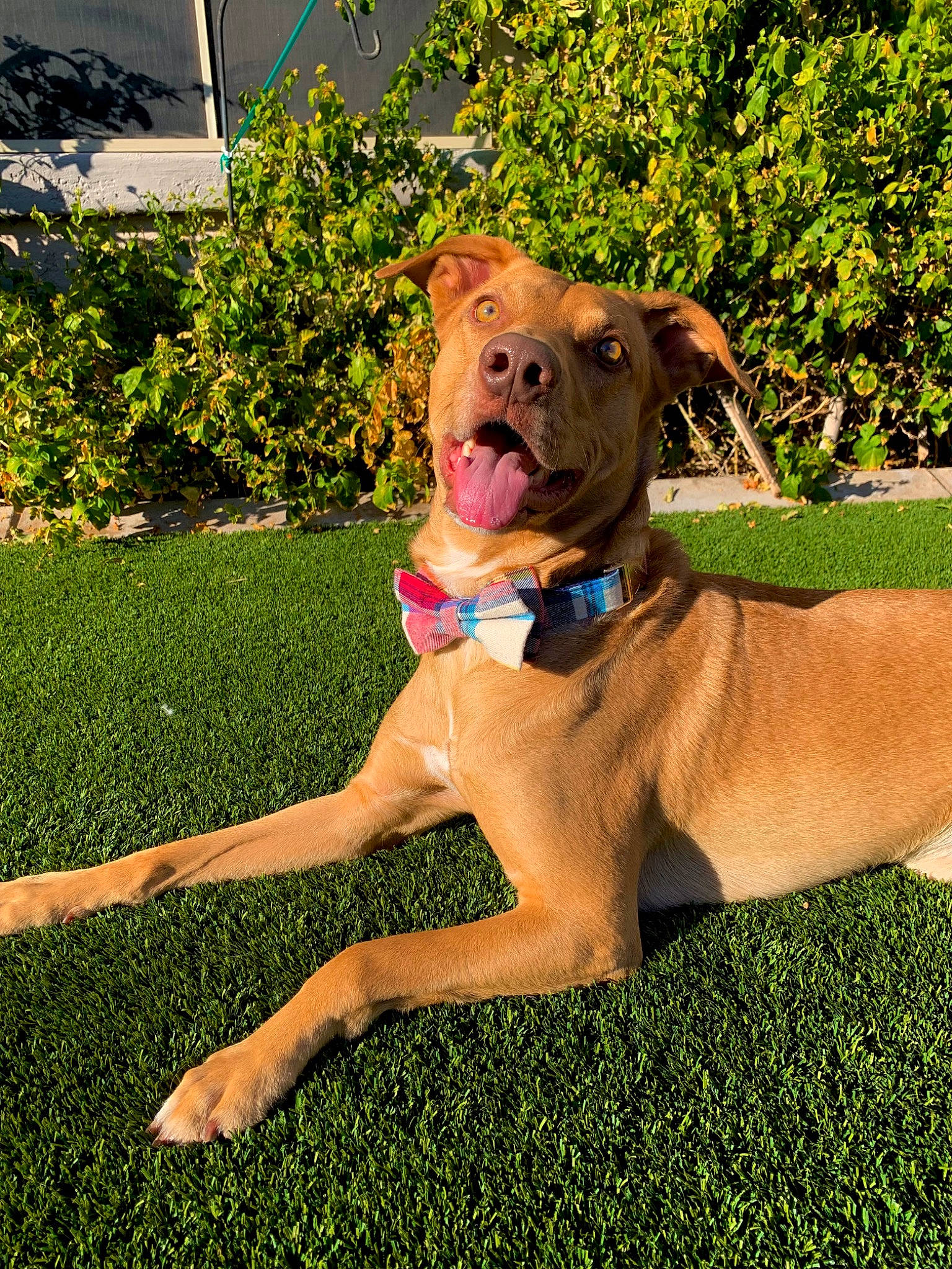 Atlas is registered to the contest to win money with this photo: canidae, carnivore, collar, companion_dog, dog, dog_breed, dog_collar, dog_supply, fawn, grass, guard_dog, liver, molosser, pet_supply, plant, snout, sporting_group, tail, working_animal, working_dog