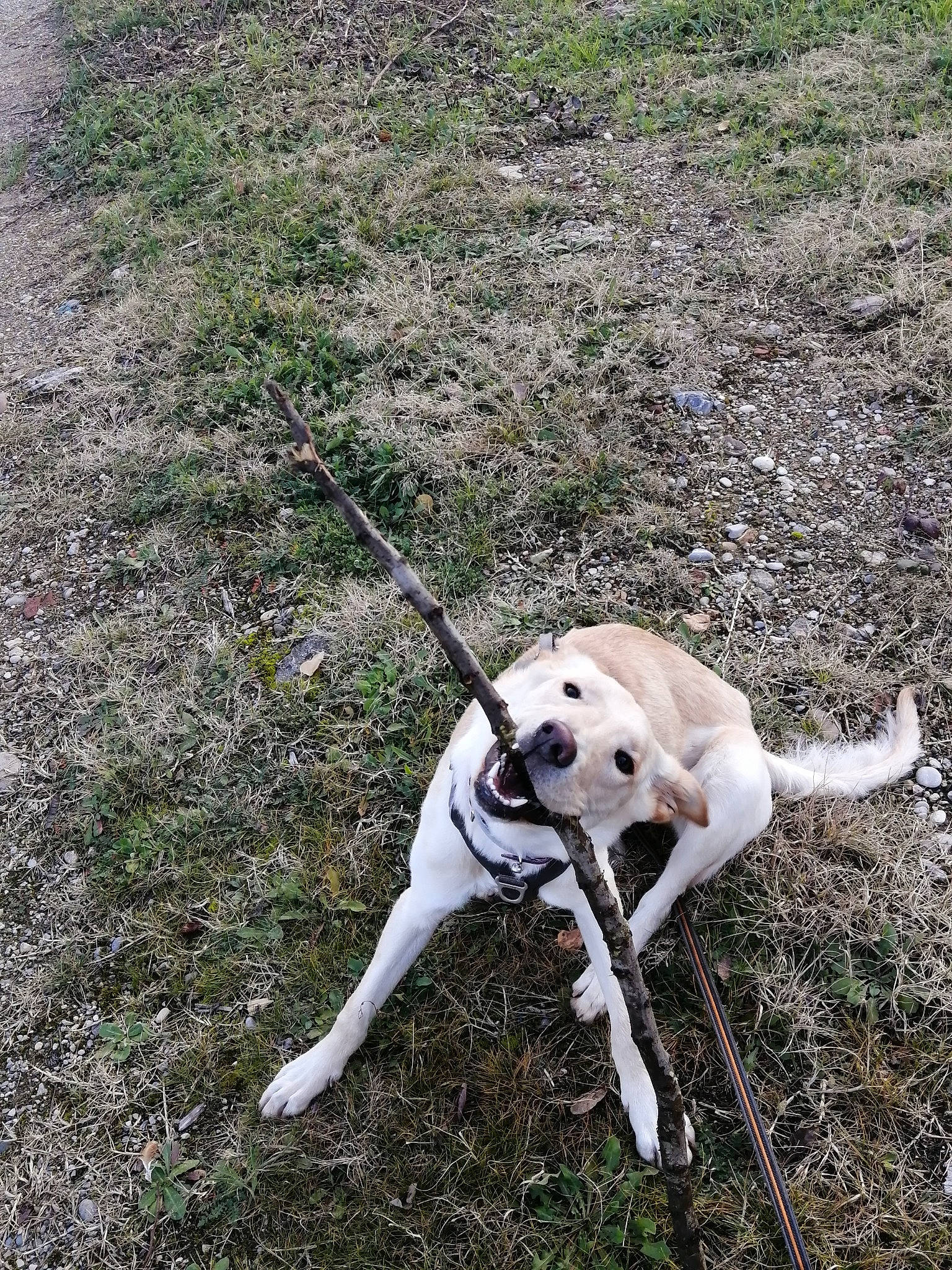 Kaly participe au concours pour gagner de l'argent avec cette photo : beaglier, canidae, carnivore, collar, companion_dog, dog, dog_breed, dog_collar, fashion_accessory, fawn, grass, leash, pet_supply, plant, snout, soil, sporting_group, tail, terrestrial_animal, working_animal