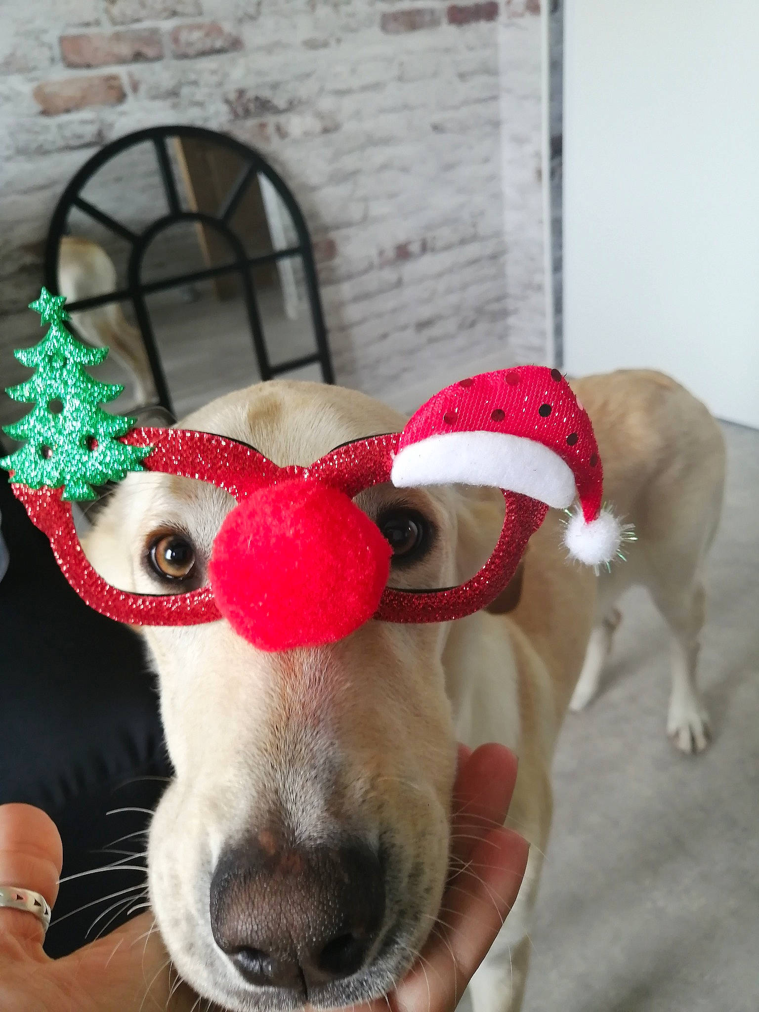 Kaly participe au concours pour gagner de l'argent avec cette photo : antler, canidae, carmine, carnivore, collar, companion_dog, dog, dog_breed, dog_supply, ear, event, fashion_accessory, fawn, fictional_character, fur, snout, tail, whiskers, window, working_animal